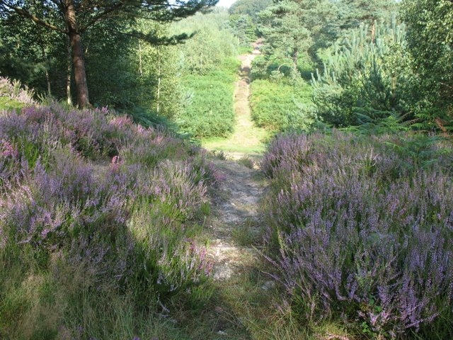 2007 08 Bois de Rochefort 11